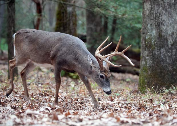 whitetail buck walking in forest sustainably managed