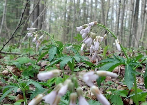 flowers in forest