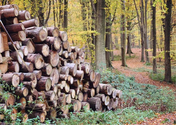 hardwood forest healthy after logging