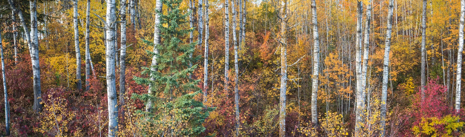 young healthy forest in fall