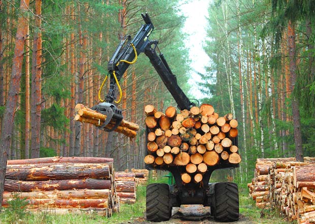 forwarder moving pine logs